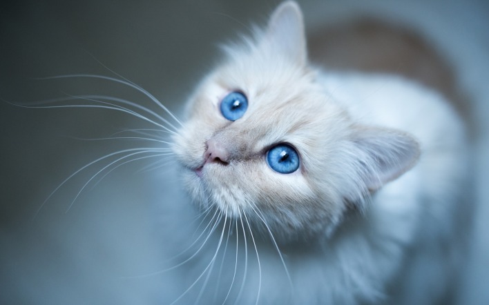 кошка голубые глаза взгляд