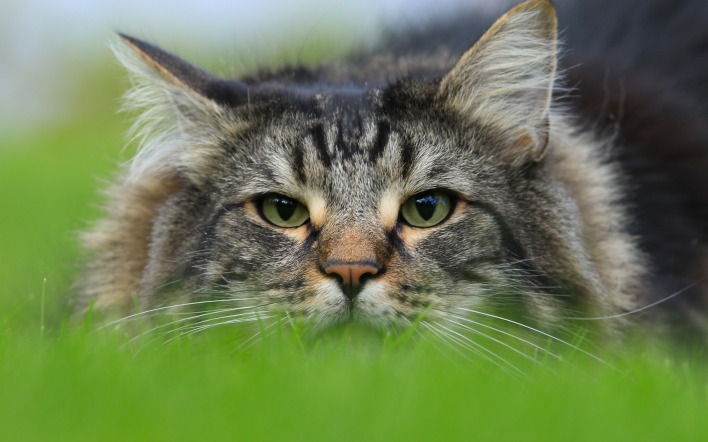 кошка трава глаза