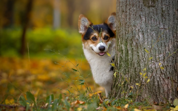 собака дерево лес осень