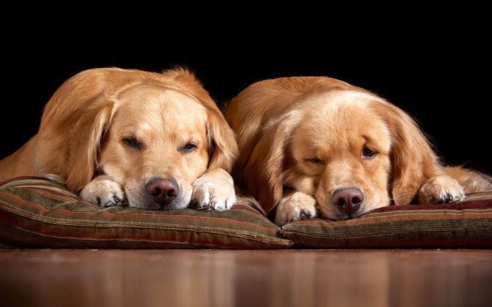 собаки подушки сон
