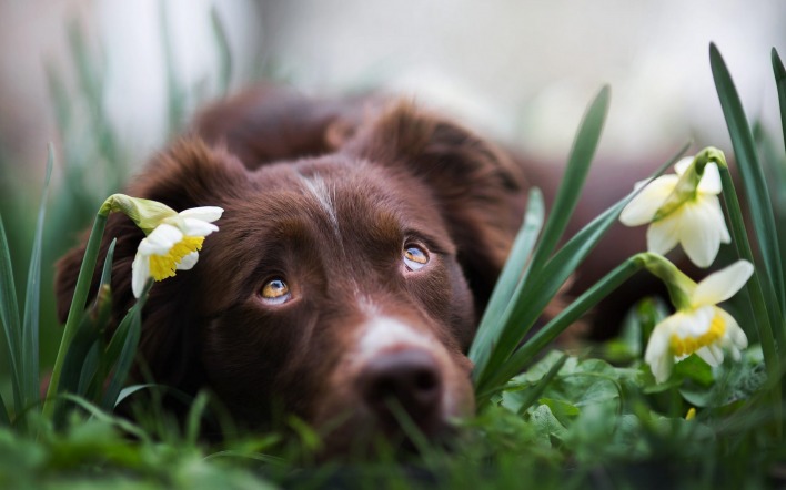 собака грустный взгляд цветы