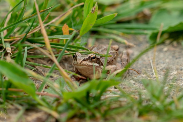 Лягушка в траве