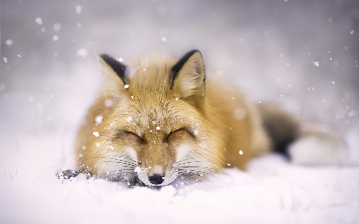 лиса снег спит