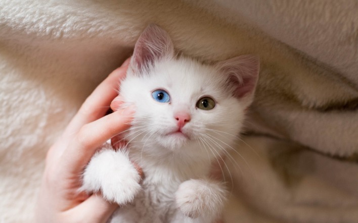 котенок разноцветные глаза плед