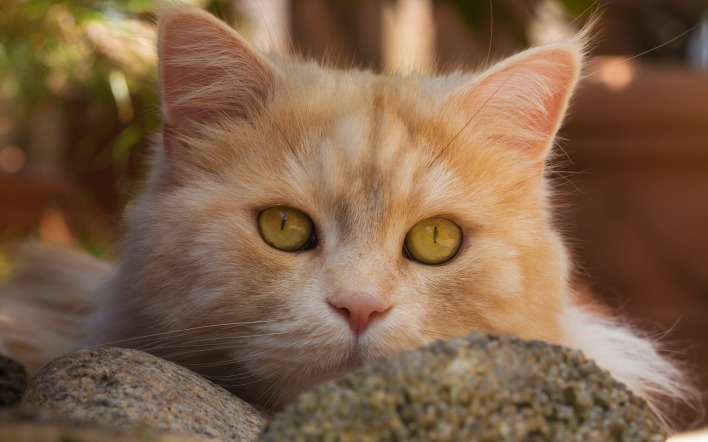 кот рыжий глаза