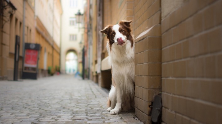 собака улица улочка стена