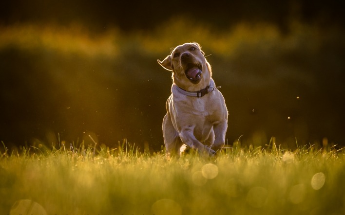 собака играет поляна трава