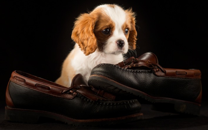 собака щенок ботинки