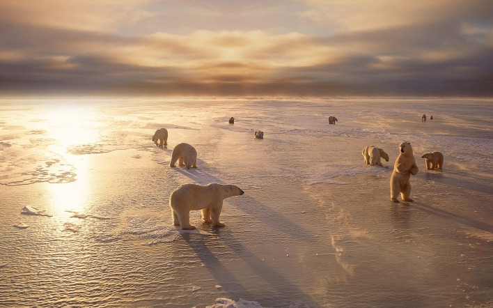 Медведи белые полюс лед лучи