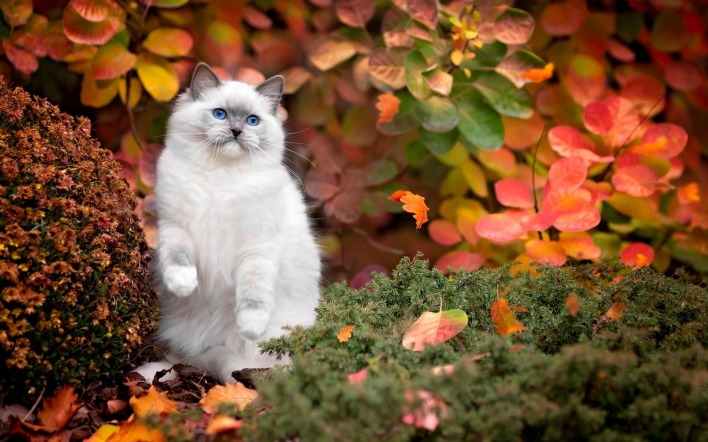 белый кот листья осень