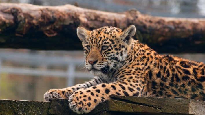 леопард хищник доски