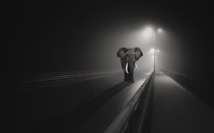слон дорога фонарь ночь