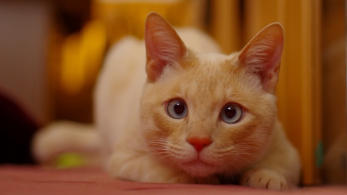 кот рыжий взгляд уши