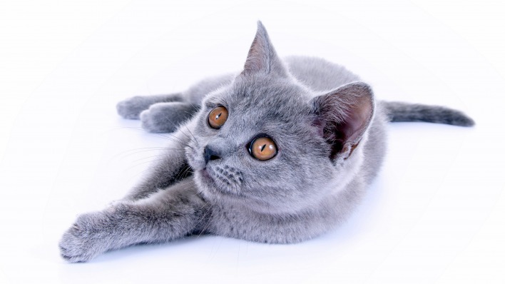 дымчатый кот котенок
