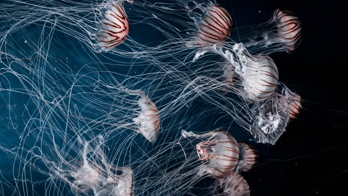 медузы глубины