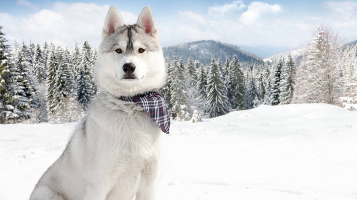 волк белый снег зима