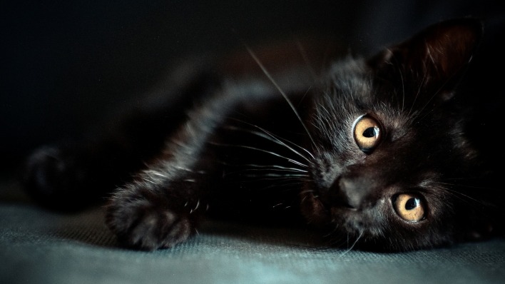кот черный