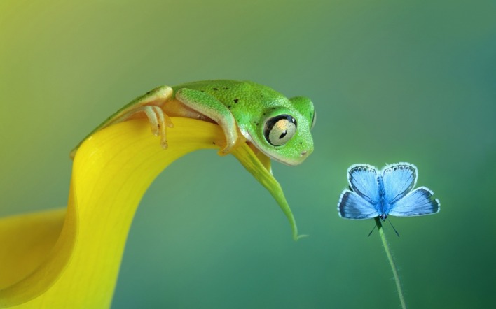 лягушка бабочка цветок