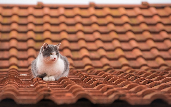 кошка крыша черепица