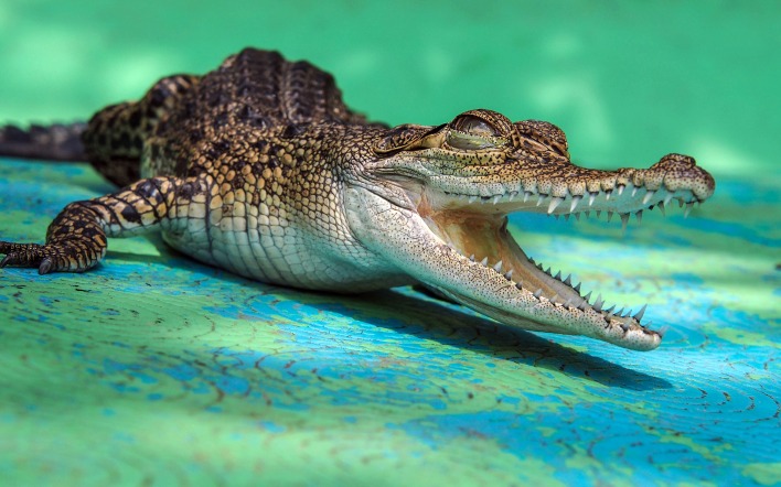 крокодил пасть пресмыкающееся