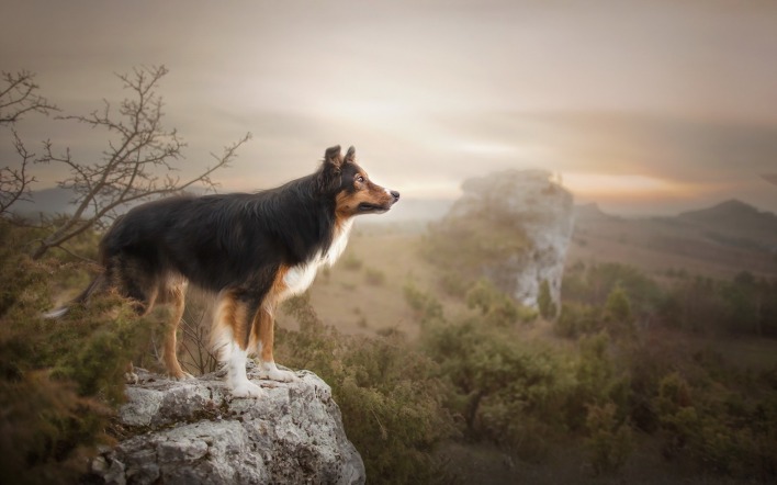 собака горы природа