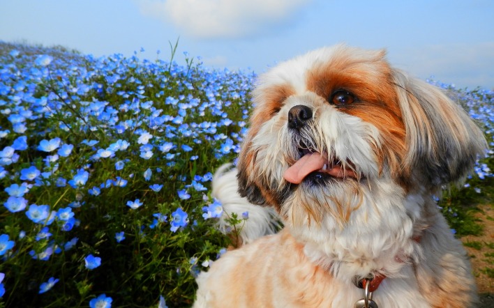 собака язык цветы поле