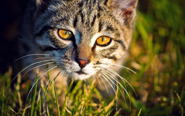 кошка взгляд трава