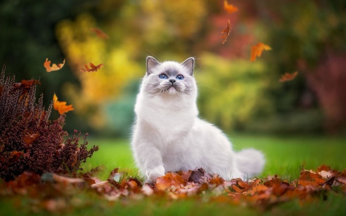 кошка белая листья лужайка деревья