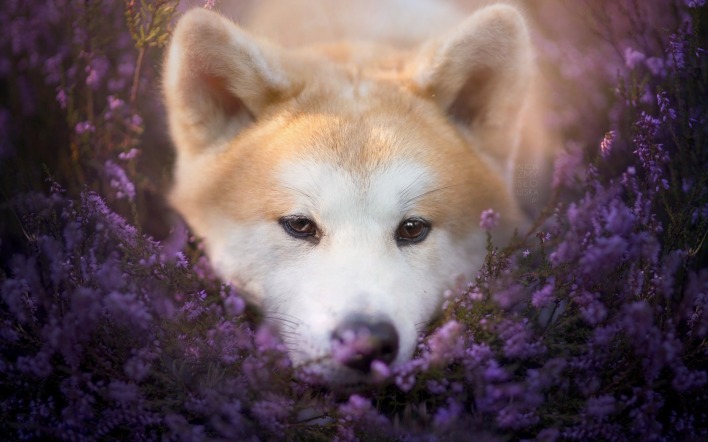 Акита-ину собака цветы