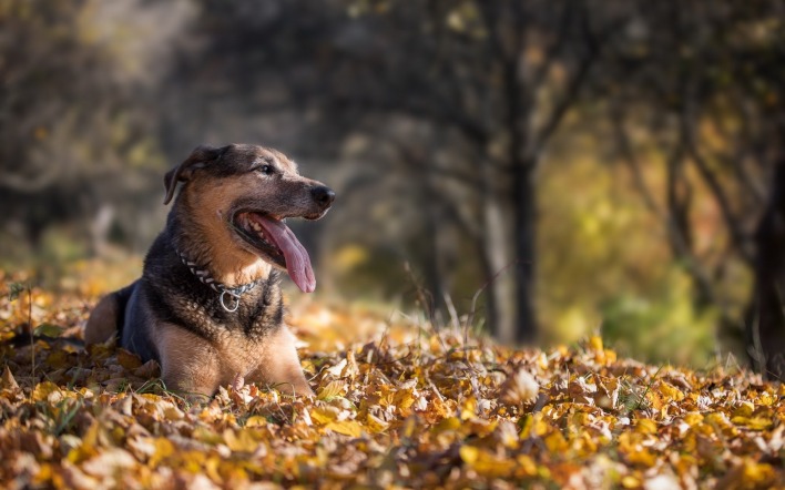 собака листья осень деревья