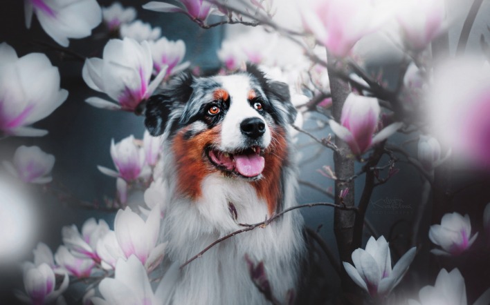 собака довольная цветы весна