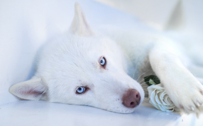 Сибирский хаски собака голубые глаза