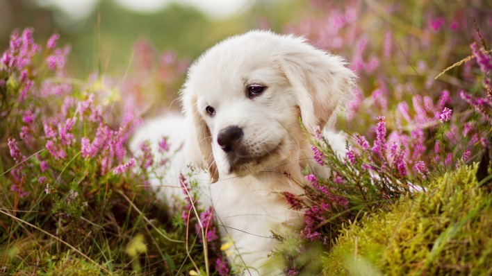собака цветы поляна