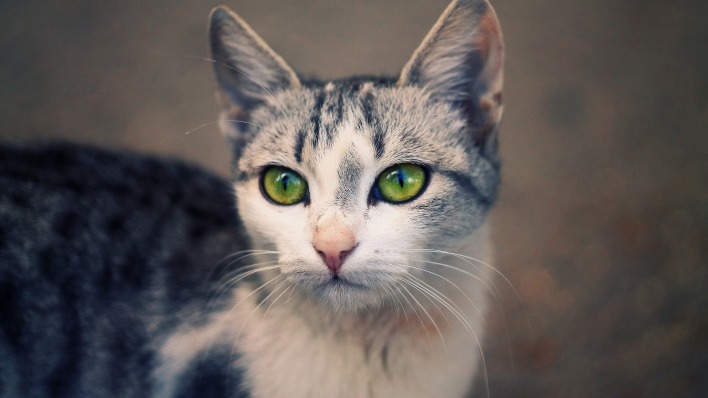 кошка глаза взгляд