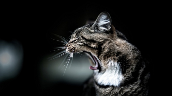 кошка пасть зевает