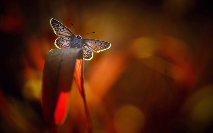 бабочка листок природа