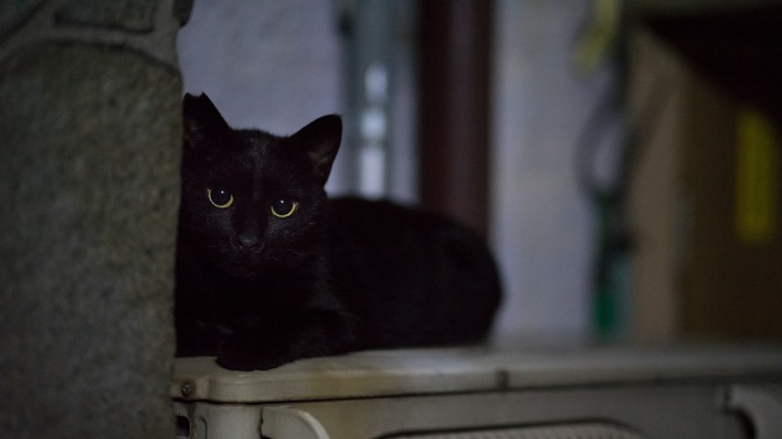 черный кот глаза черные
