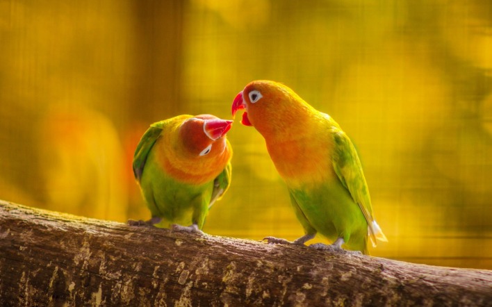 попугаи желтые бревно