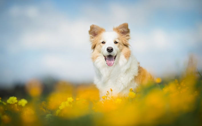 собака счастье цветы небо размытость