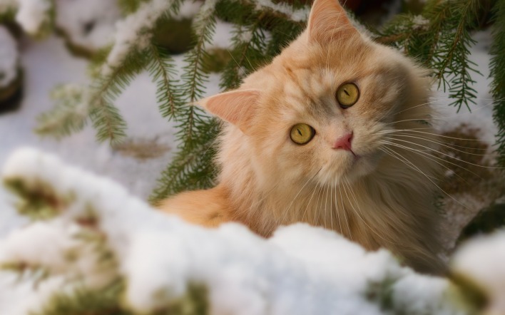 кот рыжий снег зима