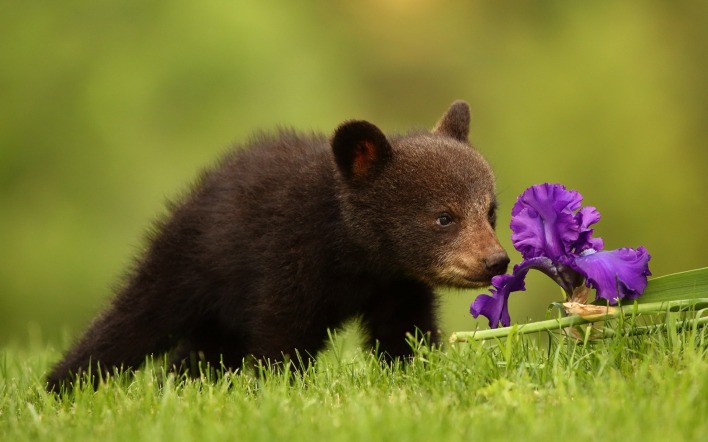 медвежонок милый цветок лужайка