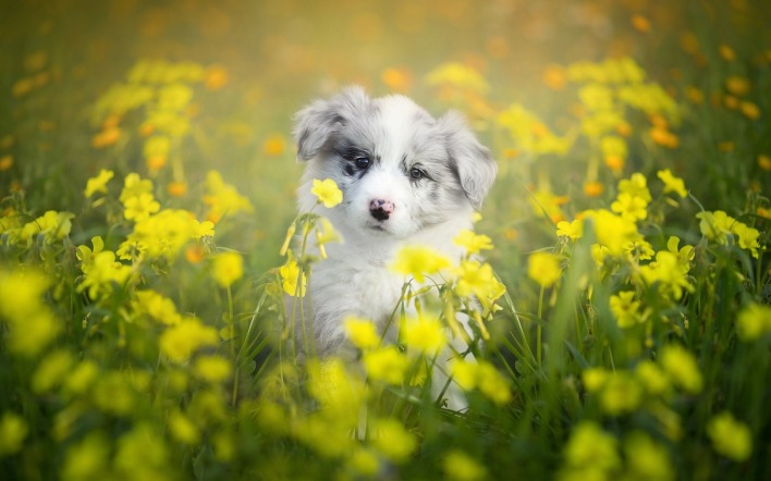 собака щенок трава цветы желтые