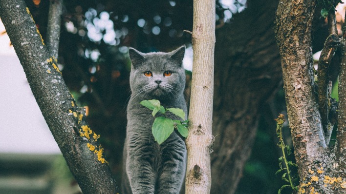 британский кот порода дерево