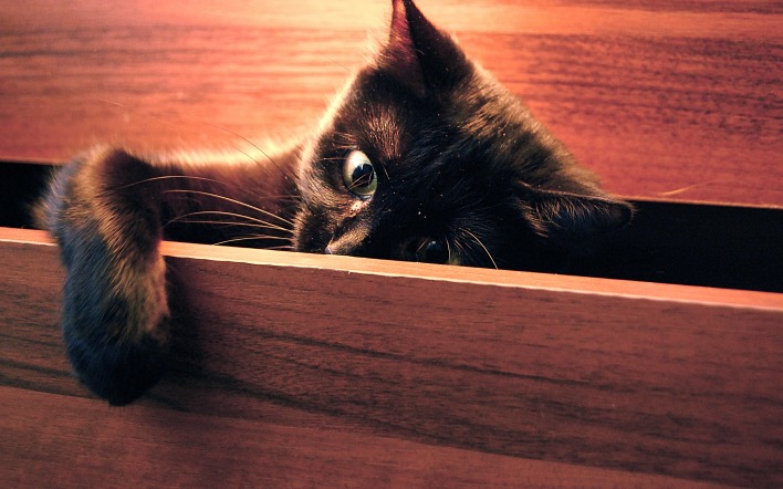 кошка лапа ящик