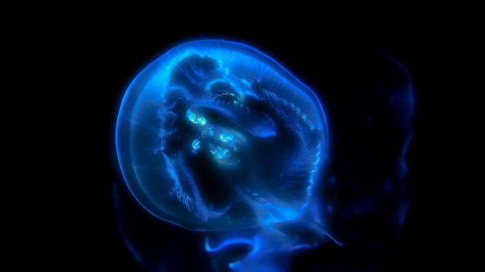 медуза неон свечение глубина