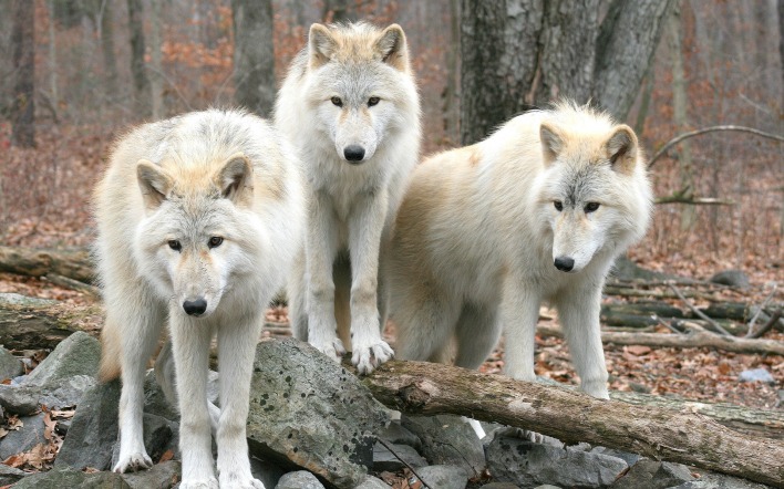 волки белые