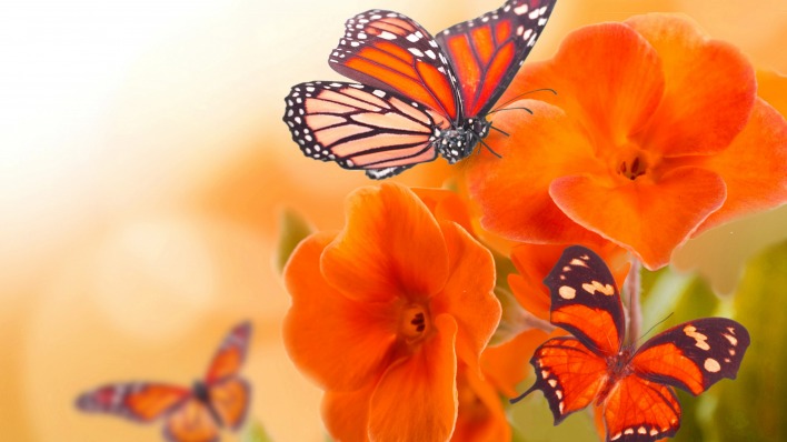 бабочки цветы блики