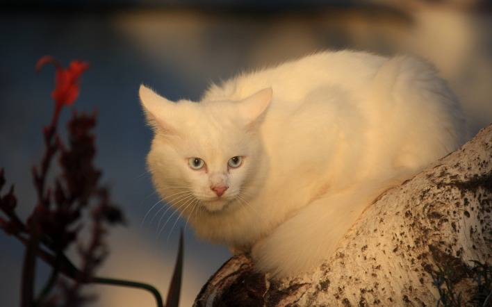 белая кошка взгляд морда
