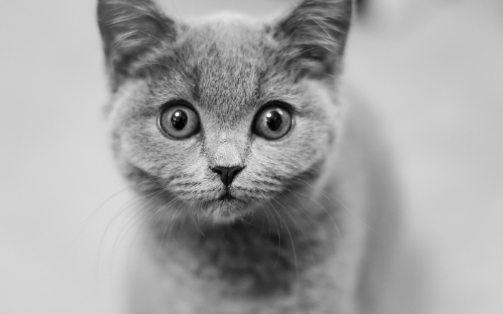 котенок серый кот черно-белый
