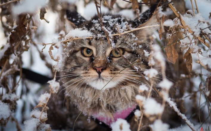 кот снег кусты трава